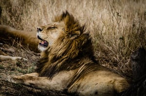 Tanzania Lion in the Sun